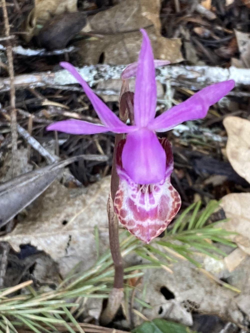 Calypso Orchid